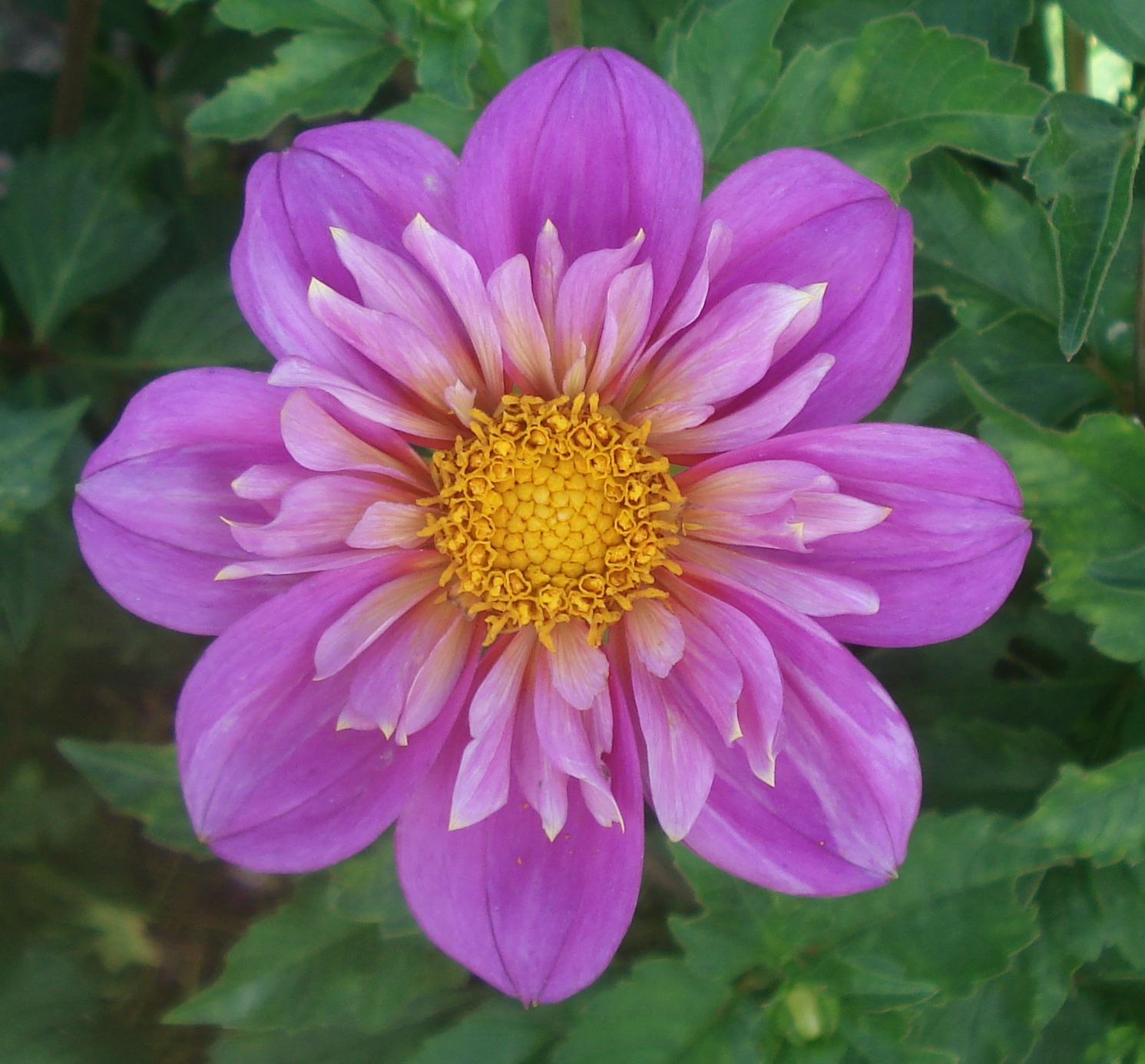 Amgard Margaret.jpg (9941 bytes)